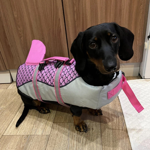 Shark Dachshund Life Jacket The Doxie World