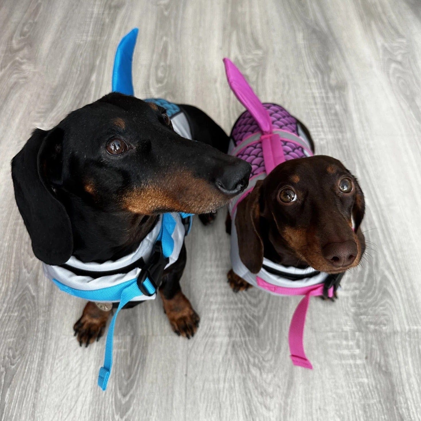 Sausage dog shop life jacket