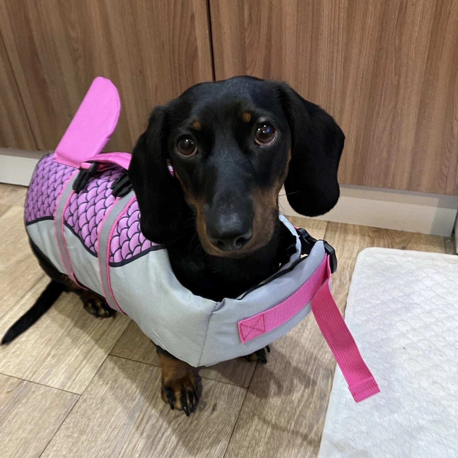 Wiener dog 2025 life jacket