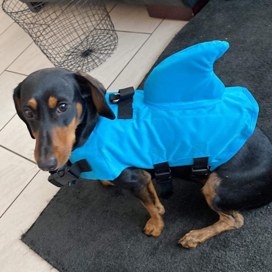 Dachshund shark shop life jacket