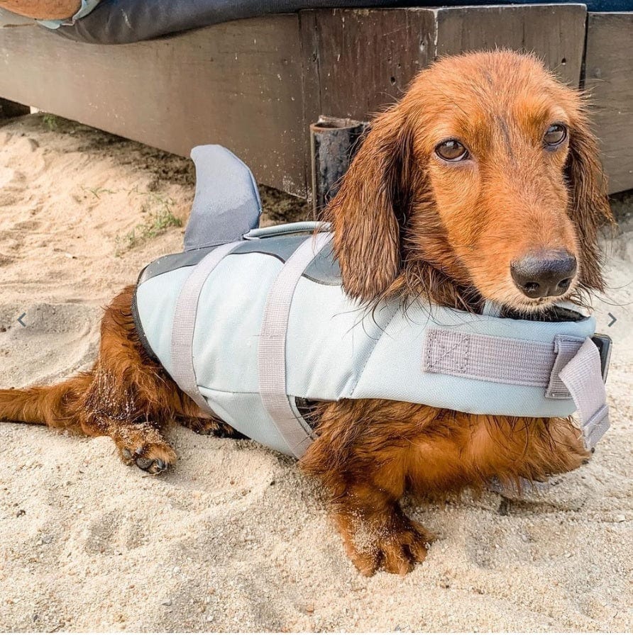 Shark Wiener Dog Life Jacket The Doxie World