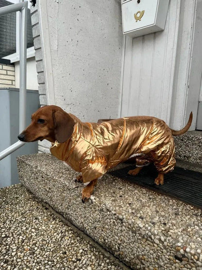 Shiny Dachshund Coat The Doxie World