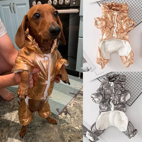 Shiny Dachshund Coat Gold / XS The Doxie World