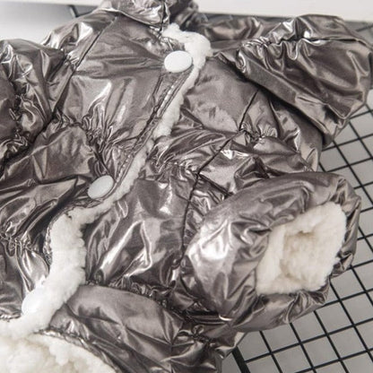 Shiny Dachshund Coat The Doxie World