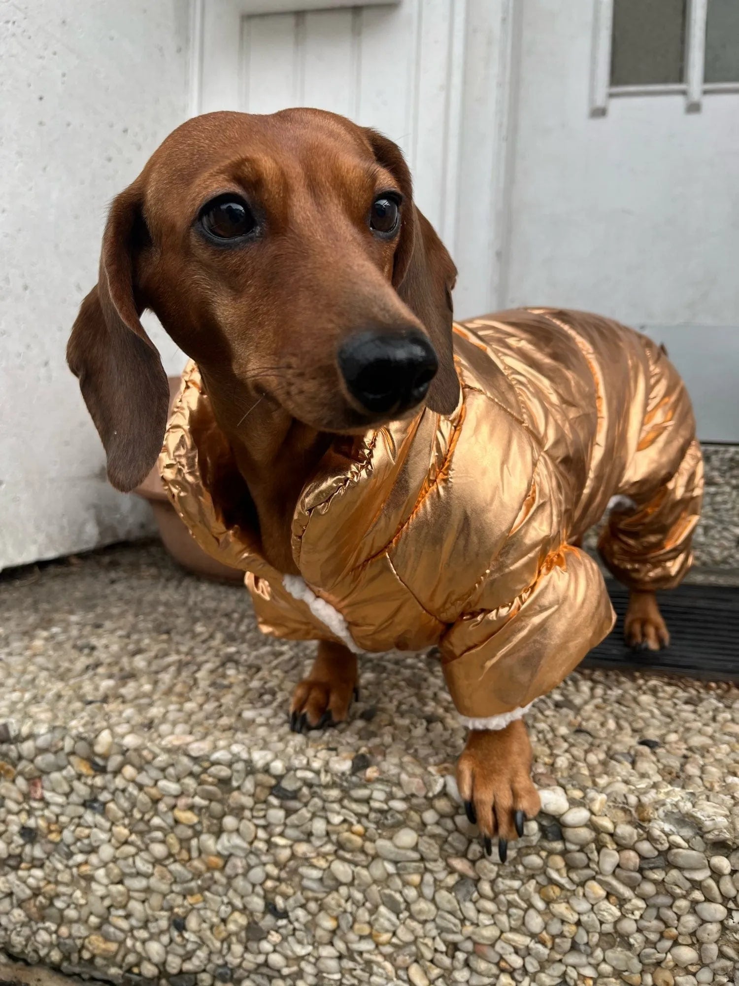 Shiny Dachshund Coat The Doxie World