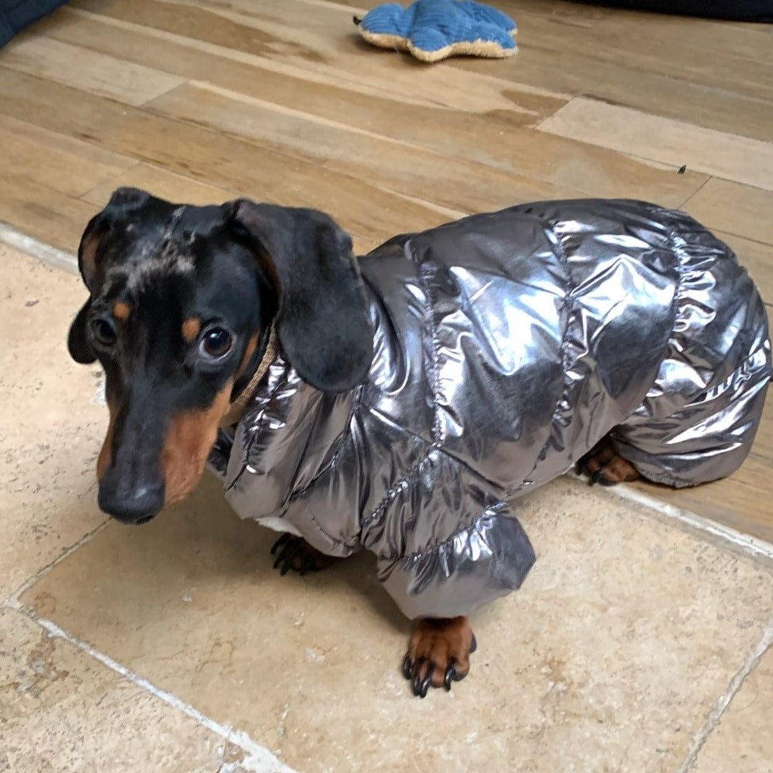 Shiny Dachshund Coat Silver / XS The Doxie World
