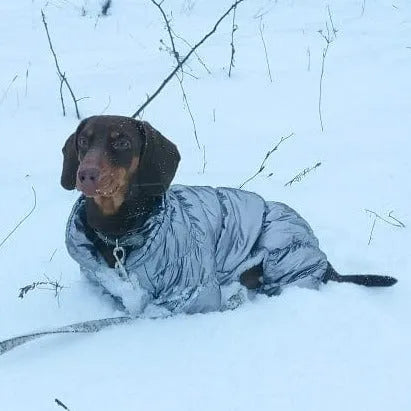 Shiny Dachshund Coat The Doxie World