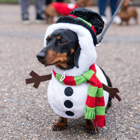 Snowman Dachshund Dog Costume The Doxie World