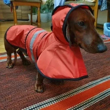 Sporty Dachshund Raincoat Red / S thedoxieworld
