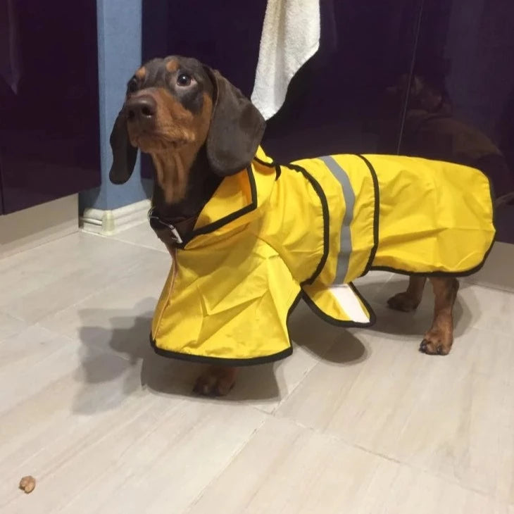 Sporty Dachshund Raincoat thedoxieworld