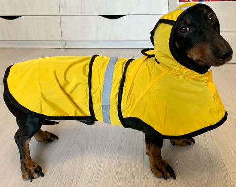 Sporty Dachshund Raincoat Yellow / S thedoxieworld