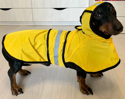 Sporty Dachshund Raincoat Yellow / S thedoxieworld