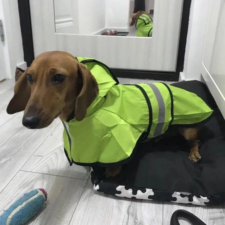 Sporty Dachshund Raincoat thedoxieworld