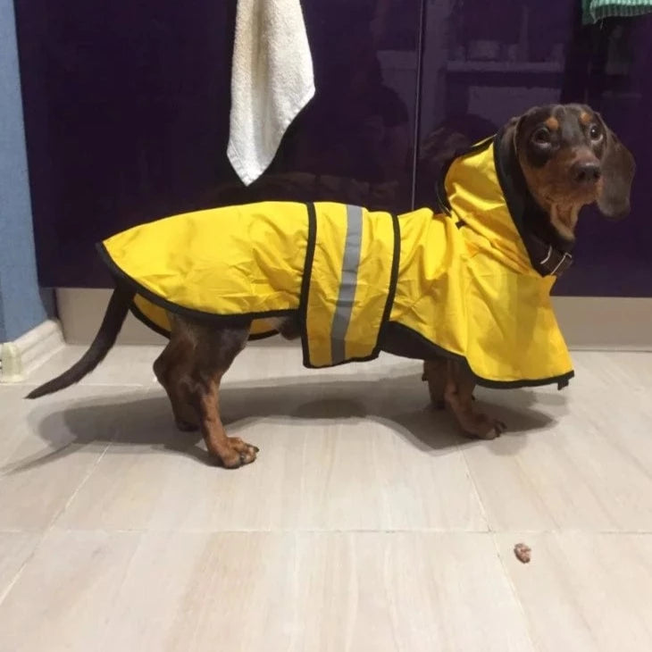 Sporty Dachshund Raincoat thedoxieworld