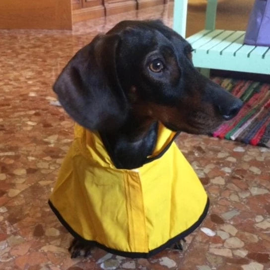 Sporty Dachshund Raincoat thedoxieworld