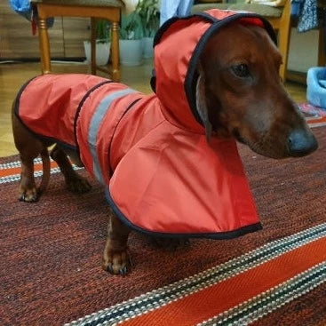 Sporty Dachshund Raincoat Red / M thedoxieworld