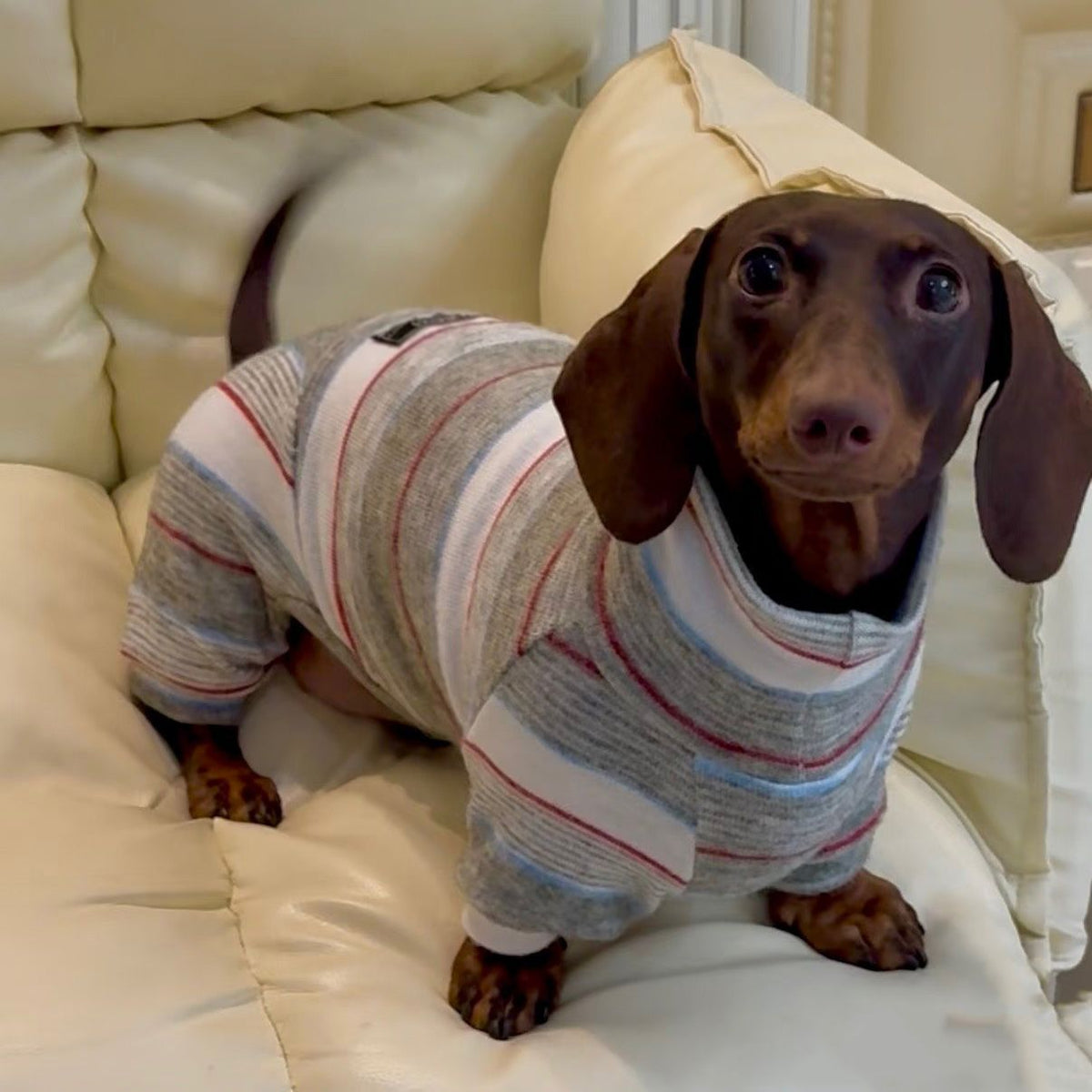 Striped Dachshund High Neck Onesie The Doxie World