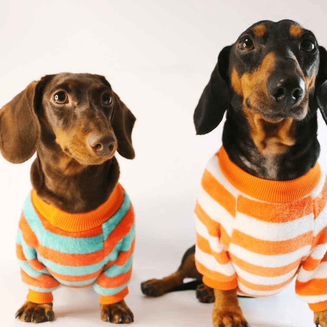 Striped Dachshund Sweater The Doxie World