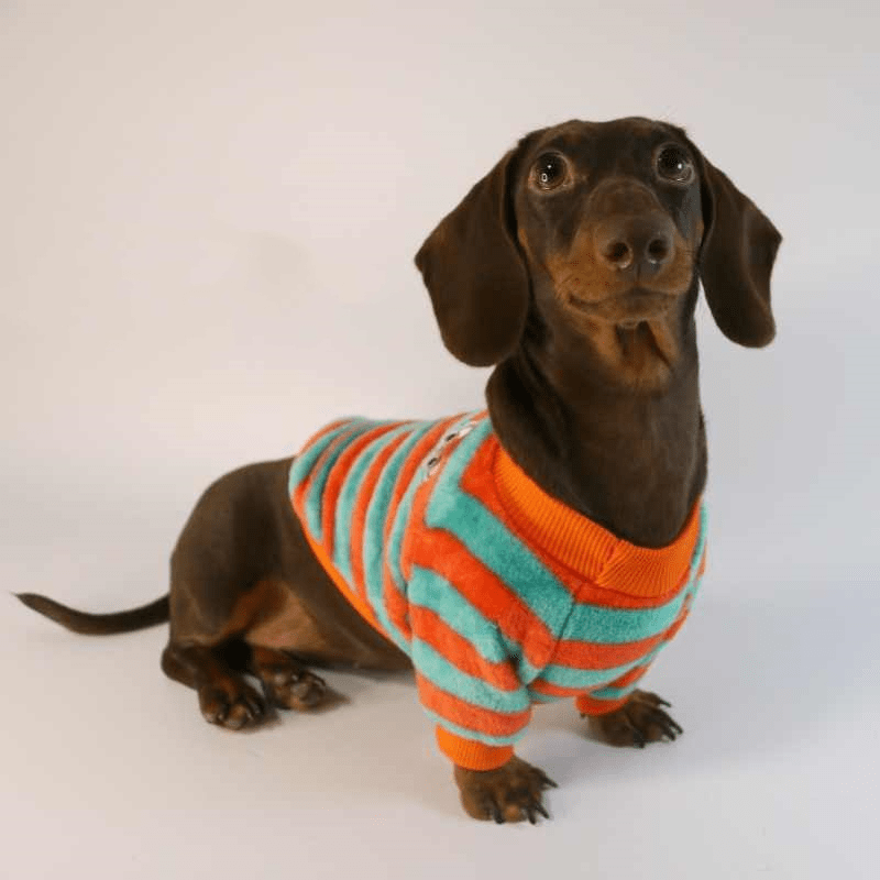 Striped Dachshund Sweater The Doxie World