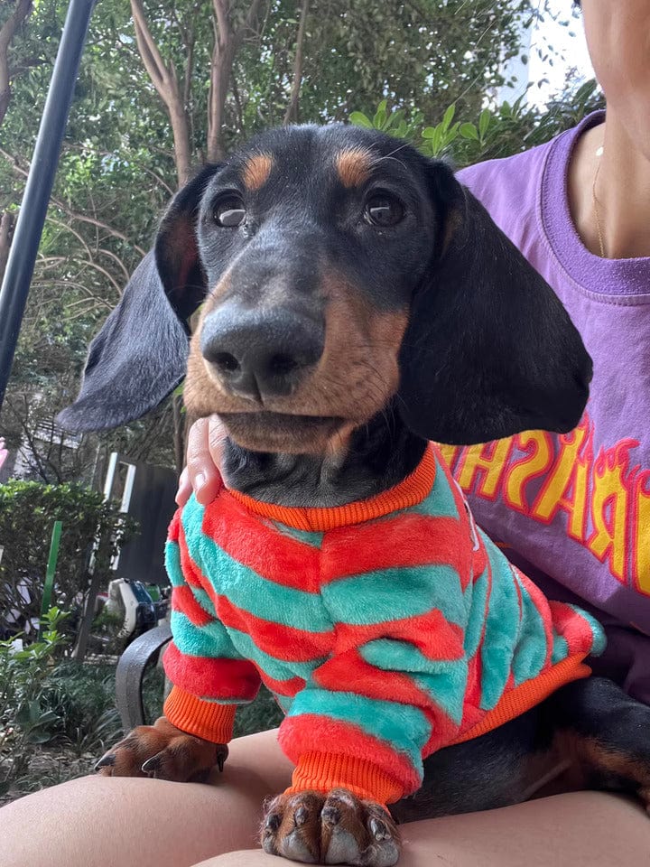 Striped Dachshund Sweater The Doxie World