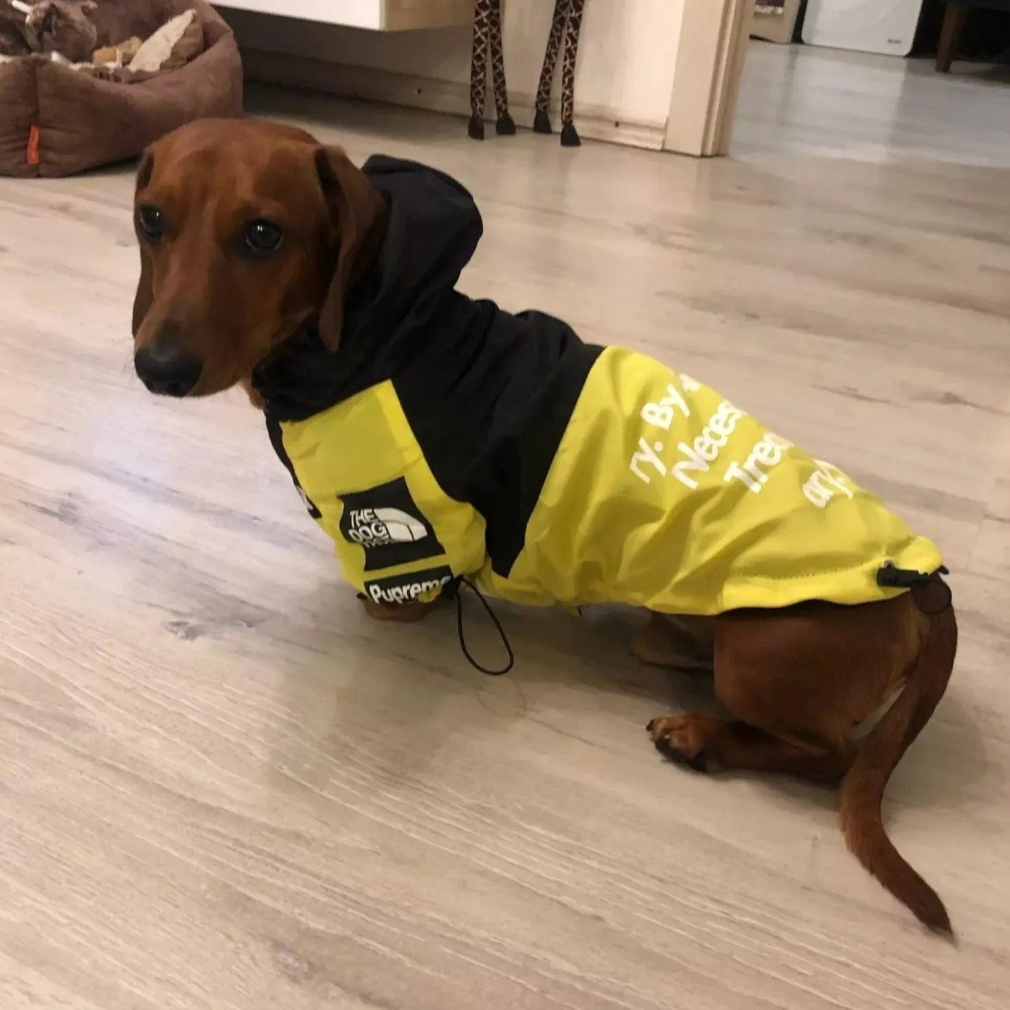 The Dog Face Dachshund Jacket Yellow / S The Doxie World