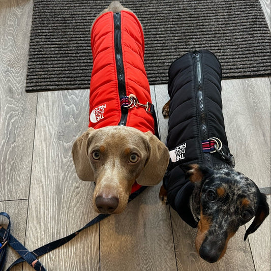 The Dog Face Dachshund  Jacket The Doxie World