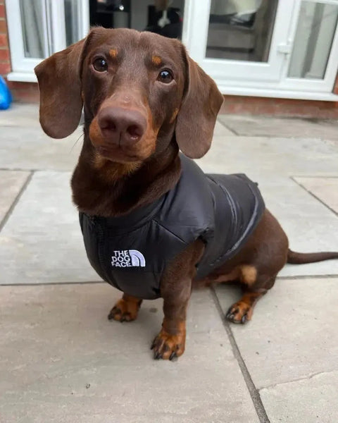 The Dog Face Dachshund Puffer S The Doxie World