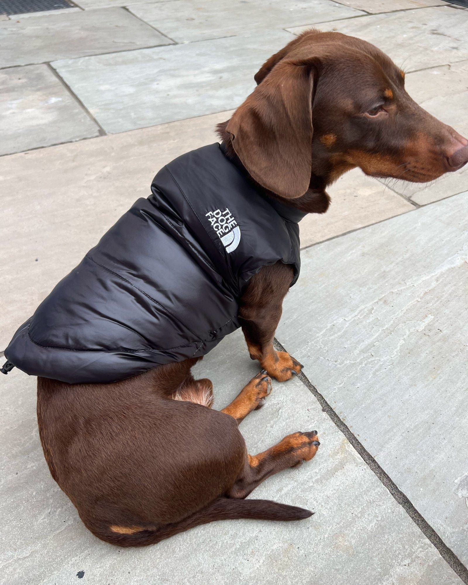 The Dog Face Puffer Jacket  Comforting Outerwear for Dachshund