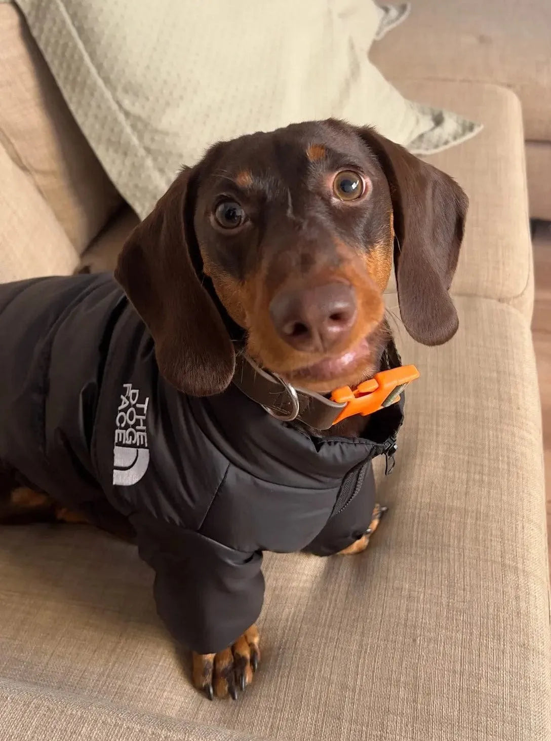 The Dog Face Jacket For Dachshunds The Doxie World