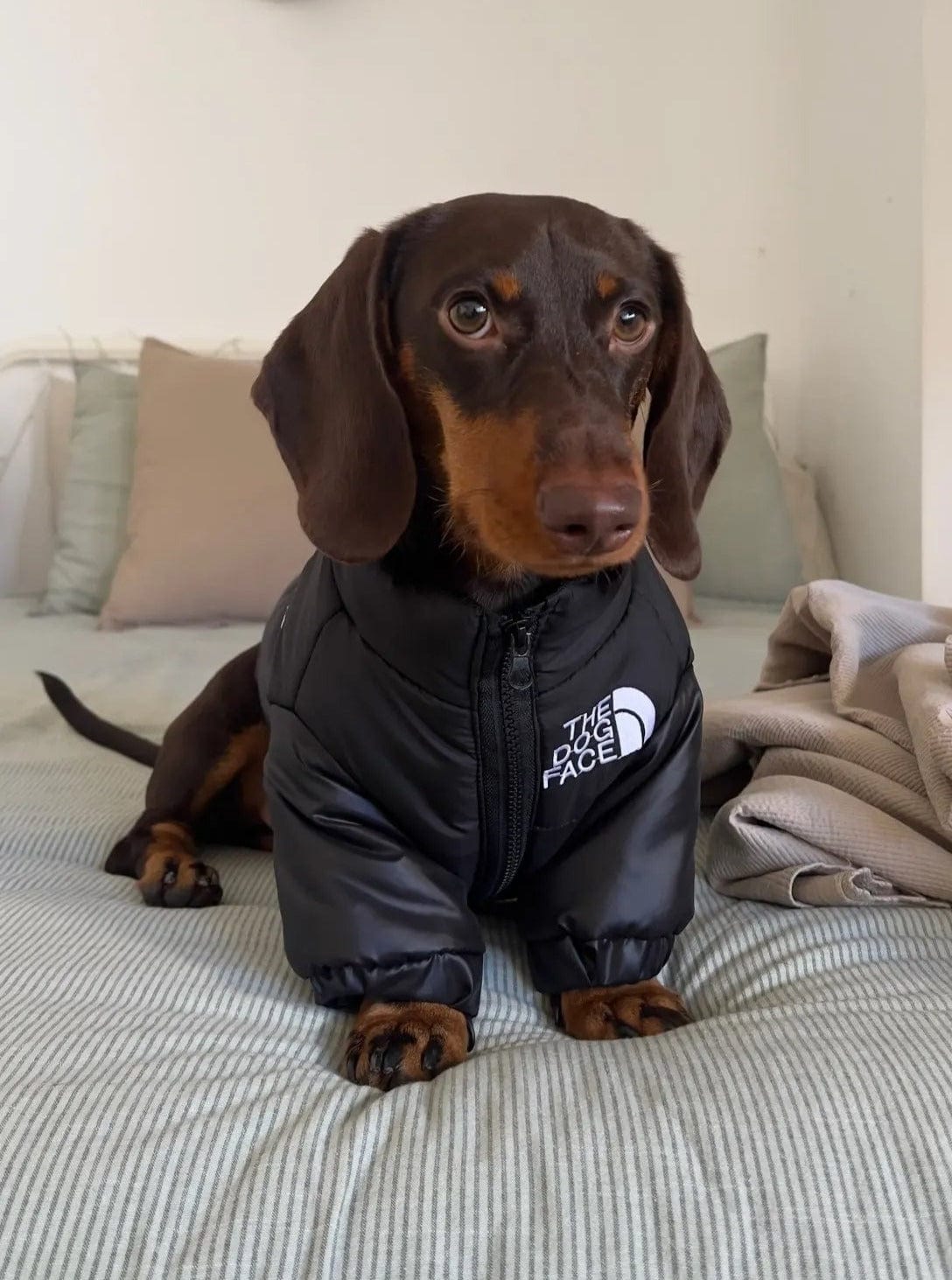 The Dog Face Jacket For Dachshunds Black / XS The Doxie World