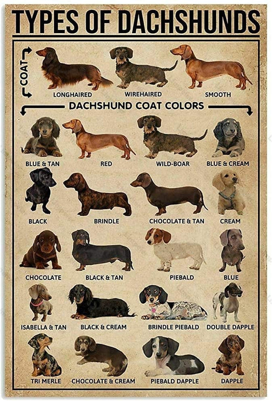 Types of Dachshunds Wall Art Types of dachshunds / 20x30cm/7.8"x11.8" The Doxie World