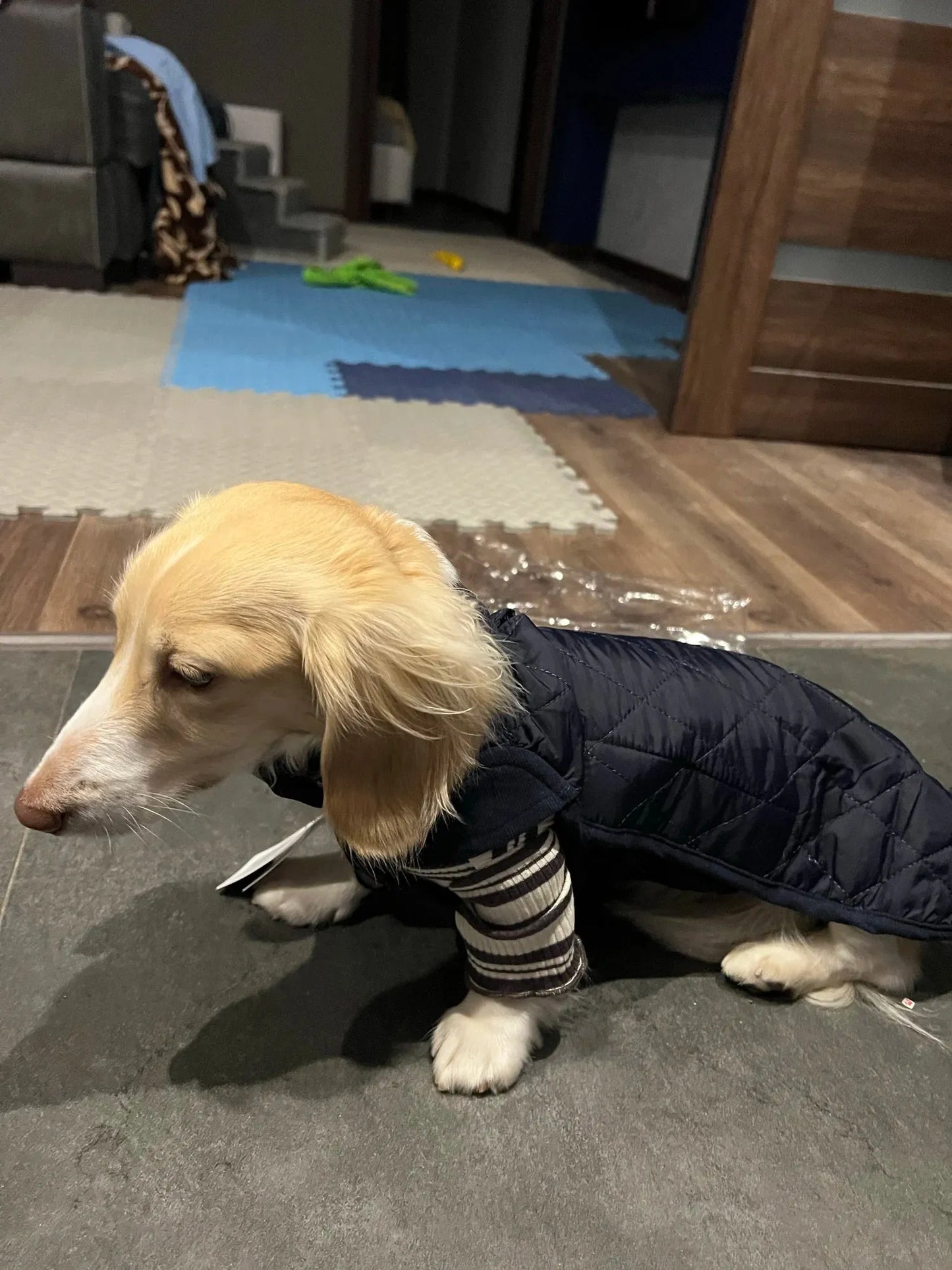 Quilted Wiener Dog Coat
