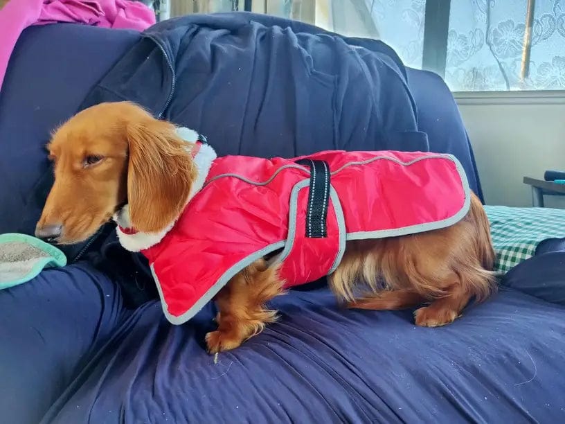 Warm Fleece Dachshund Coat The Doxie World