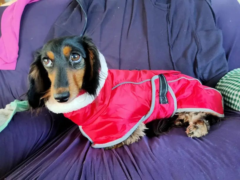 Warm Fleece Dachshund Coat The Doxie World