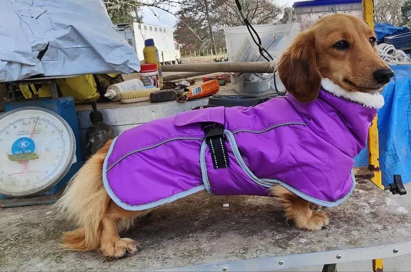 Warm Fleece Dachshund Coat The Doxie World