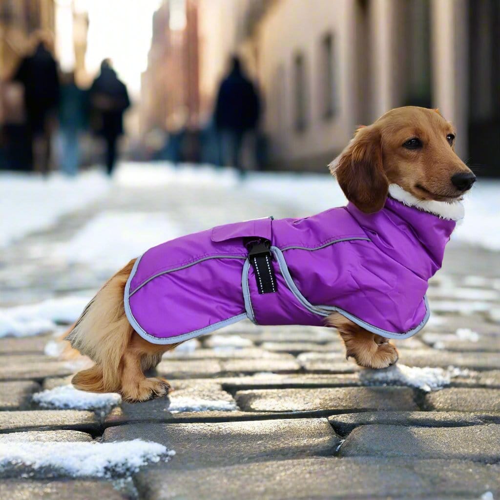 Warm Fleece Dachshund Coat The Doxie World