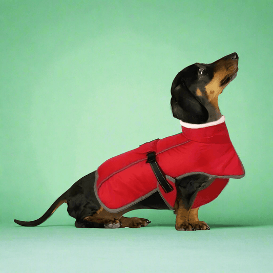 Warm Fleece Dachshund Coat The Doxie World