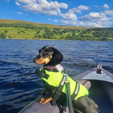 Weenie Dog Life Vest Green / L-suit 10-15kg The Doxie World