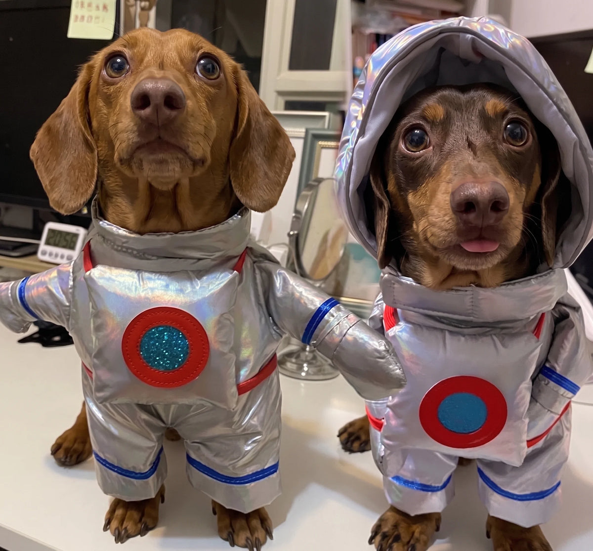 Wiener Dog Astronaut Costume The Doxie World