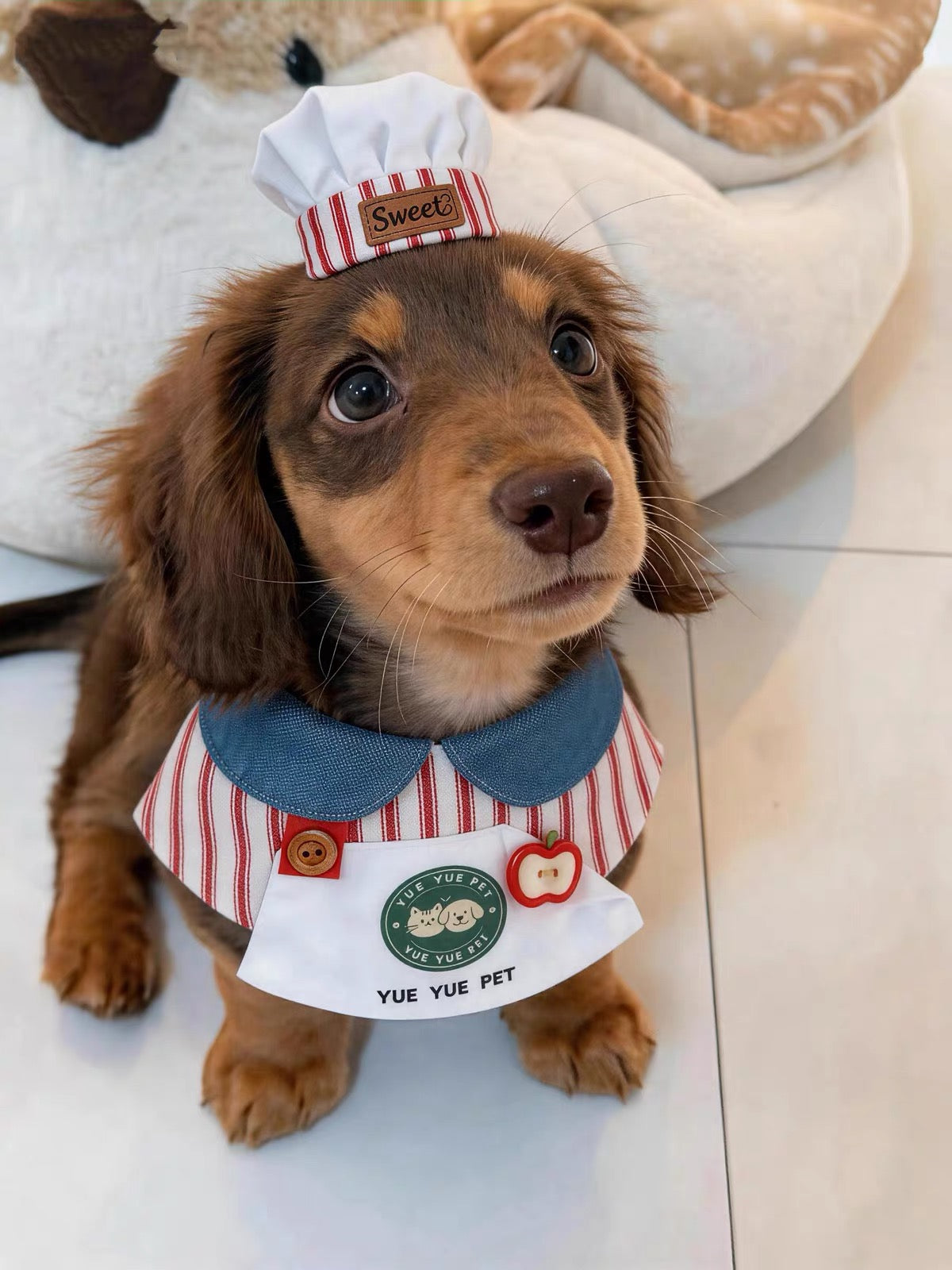 Wiener Dog Chef Costume The Doxie World