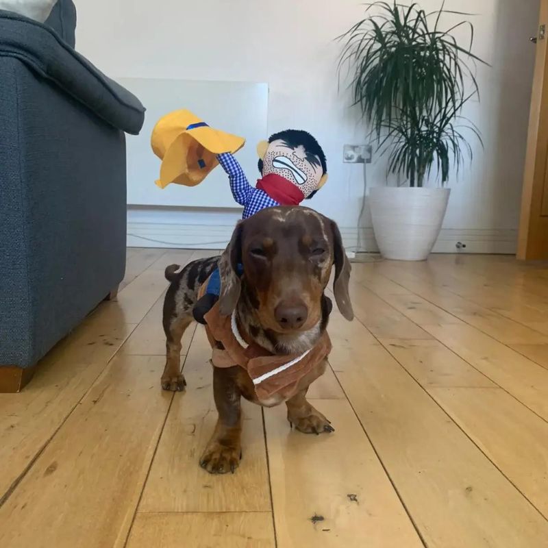Wiener Dog Cowboy Costume The Doxie World