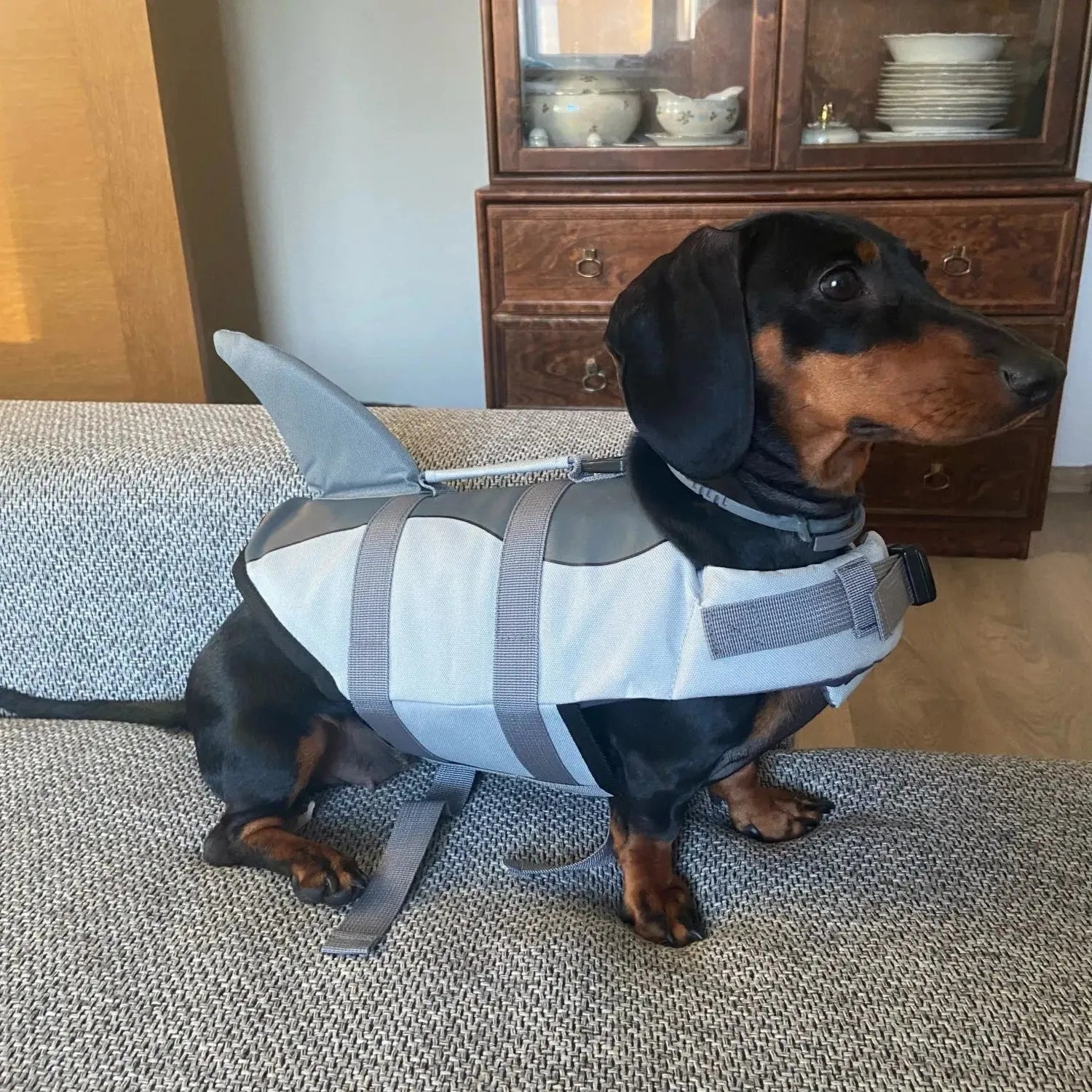 Wiener Dog Shark Life Jacket Gray / XS 2-4kg The Doxie World