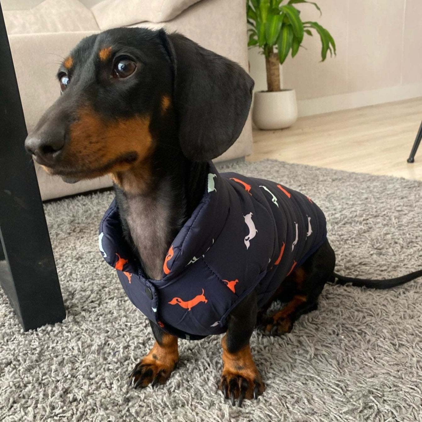 Weiner dog hot sale apparel