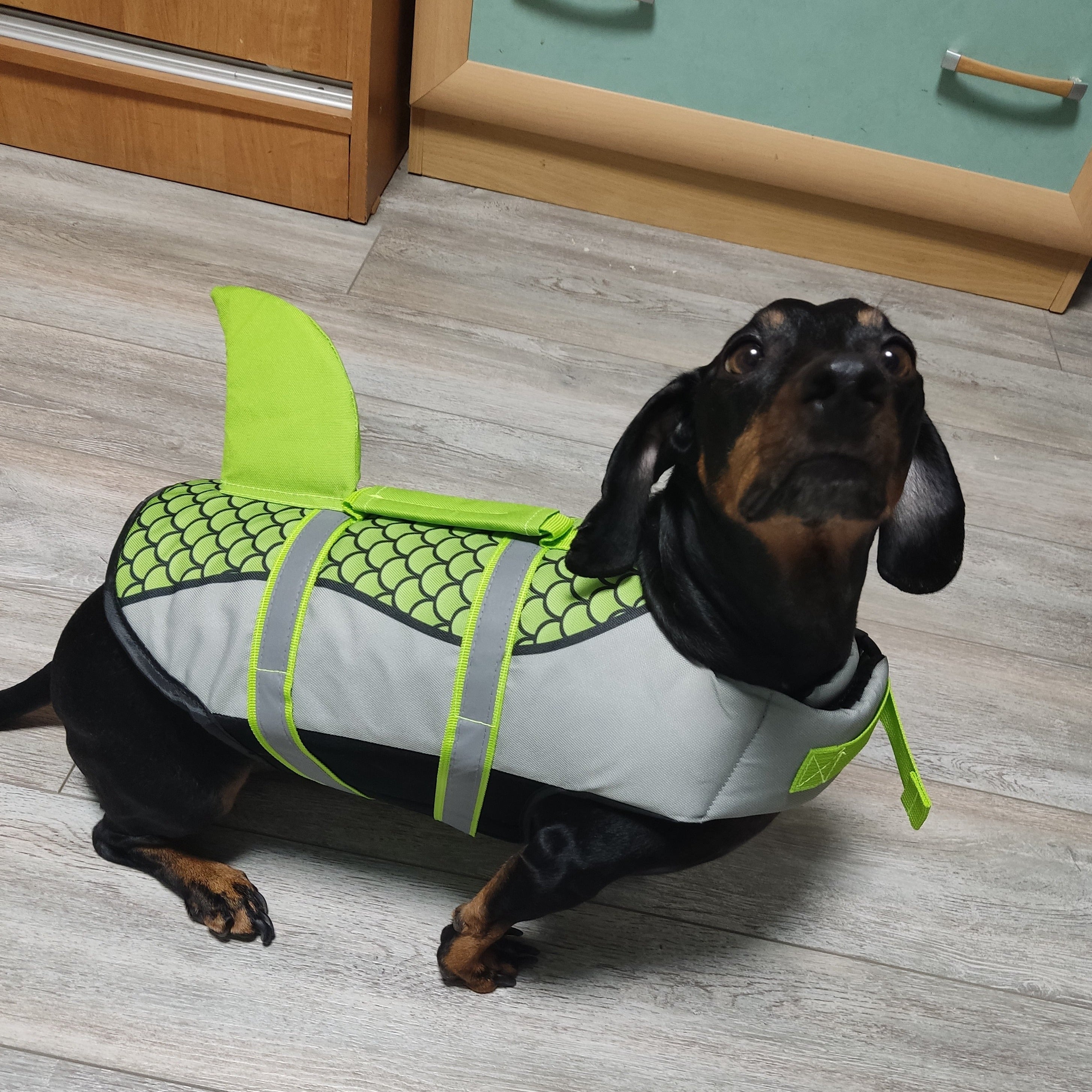 Best life store jacket for dachshund