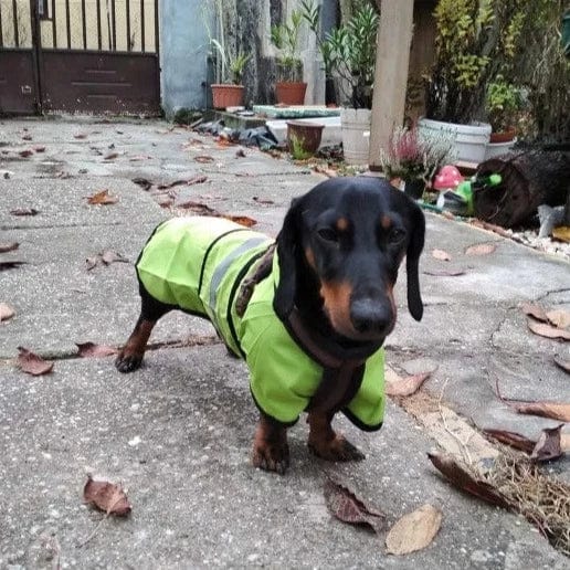 Sporty Dachshund Raincoat thedoxieworld